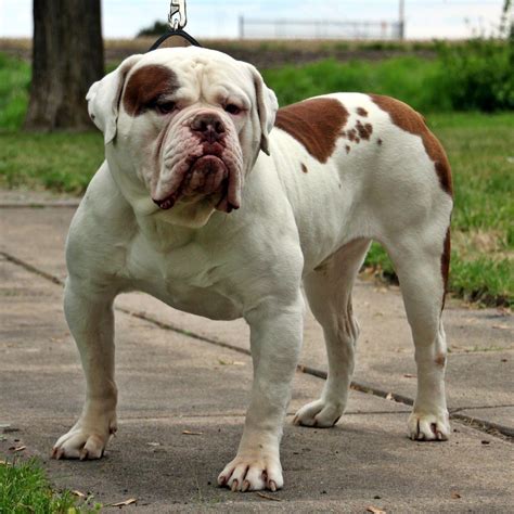 english olde bulldog